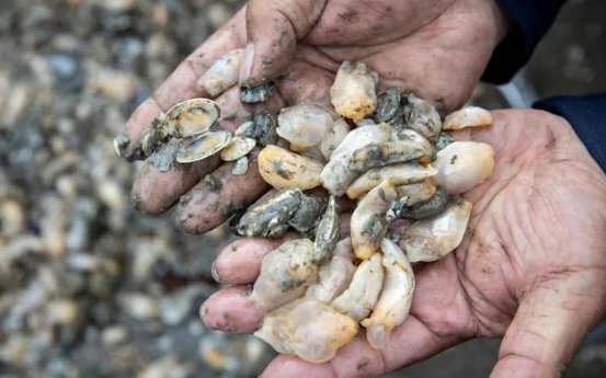 “白泥蚂”大举入侵青岛海域，这种生物对大海有何危害？