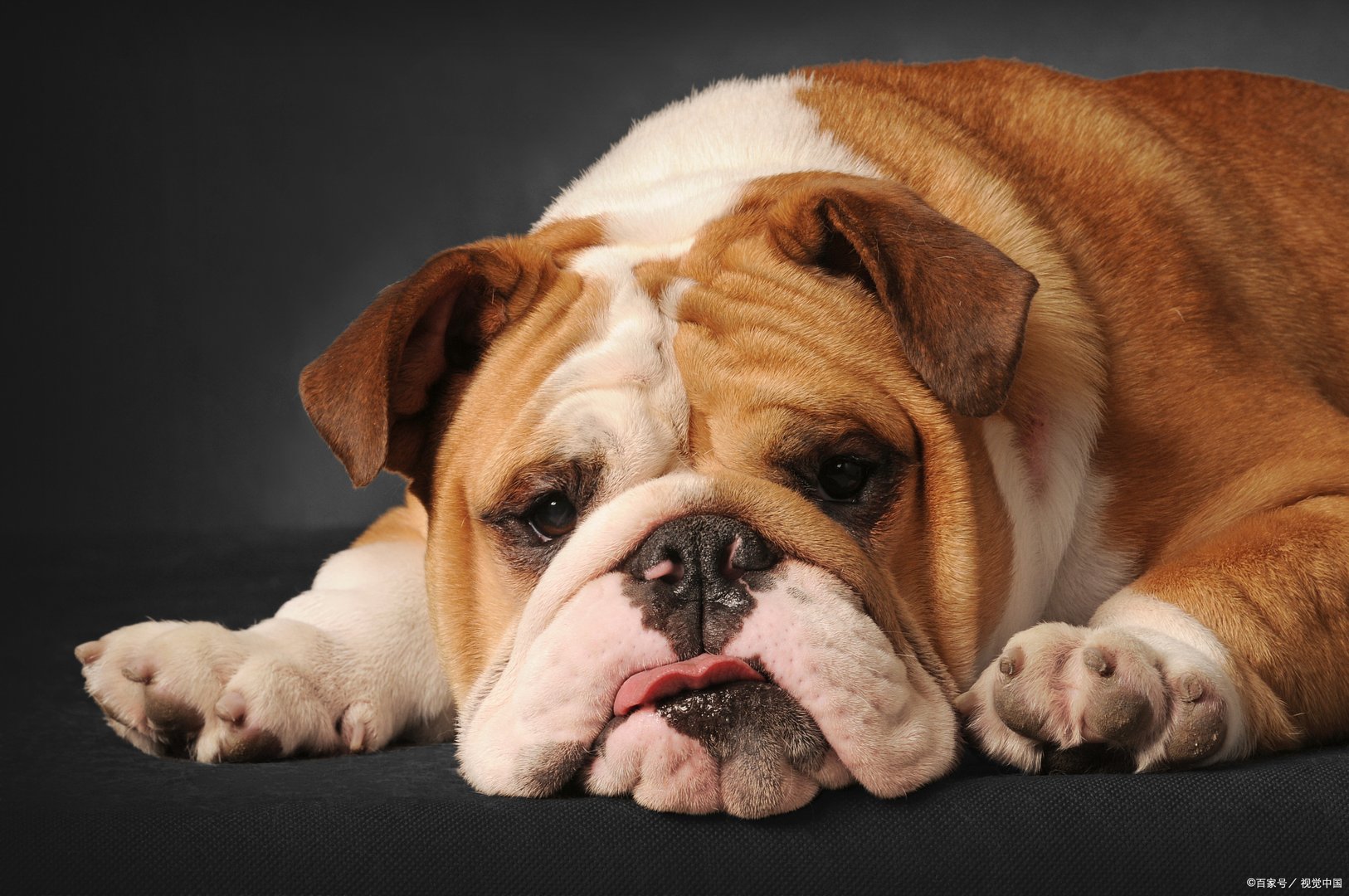 身边的恶霸犬到底什么颜色贵？它到底是什么“恶霸”？