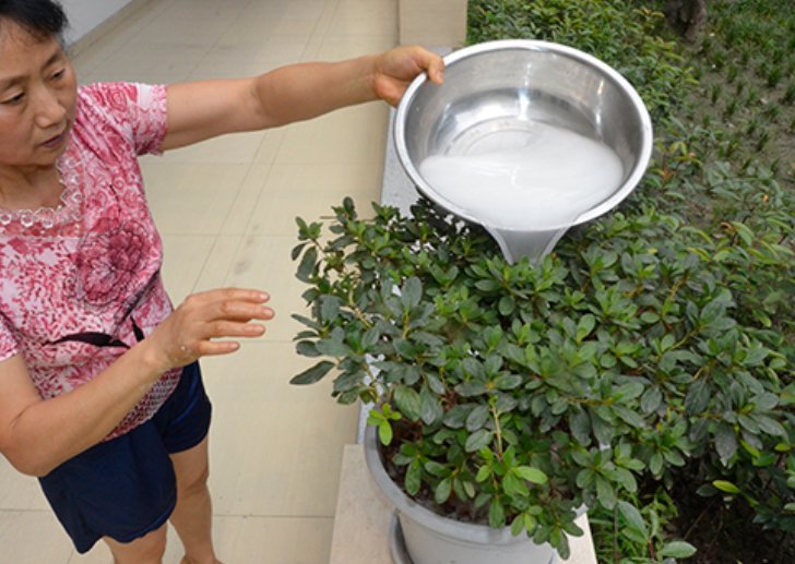 什么是“腐熟的豆饼水”？怎么做才能用来浇花呢？