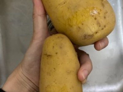 山蟑螂吃蚕应该怎么处理该用什么药