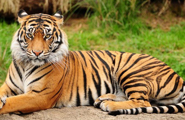 势不两立打一最佳动物