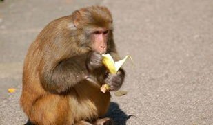 为什么猴子喜欢香蕉？