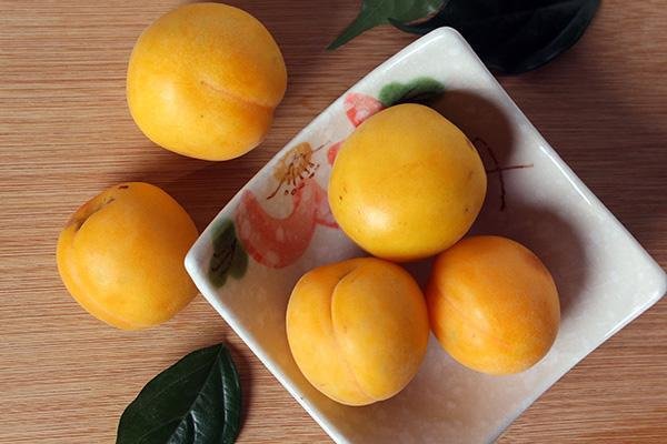 俗语“桃保人，杏伤人”是什么意思？