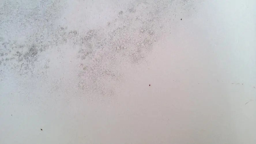 虫子乱爬、墙壁发霉，北海的隔离环境是认真的吗？