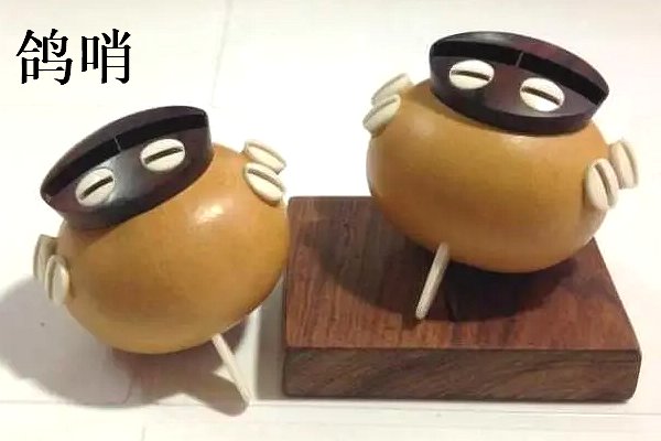 能发出悠扬歌声的鸽哨佩戴在哪里