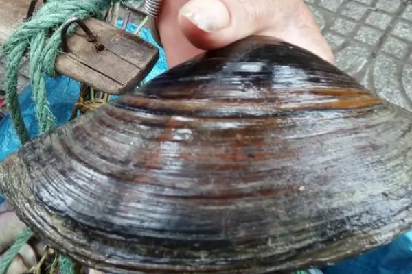 开妦是什么意思