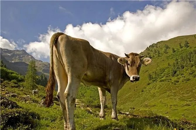 2岁母牛被卖跪地不走感动网友,纷纷留言不要杀了,最后的结果如何?