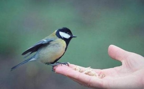 一鸟在手，不如二鸟在林。什么意思？