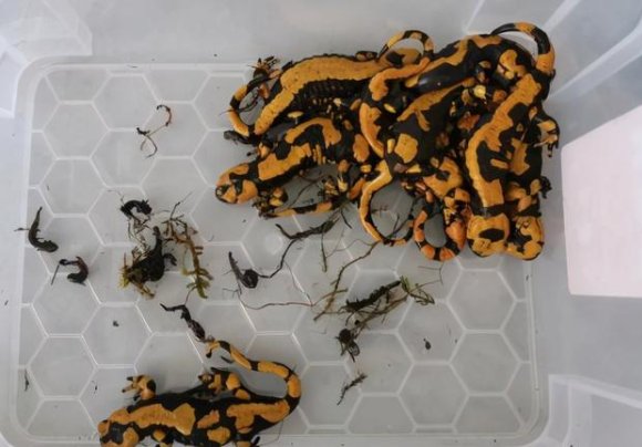 海关截获19只活的火蝾螈，申报内容是什么？