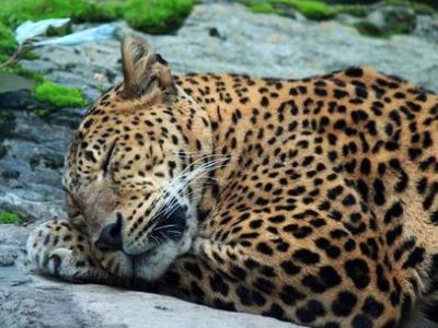 第二只外逃豹子后掌疑断裂缺失,在逮捕这只豹子的时候发生了什么?