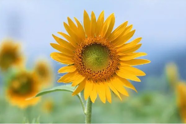 阳光正好的诗意句子