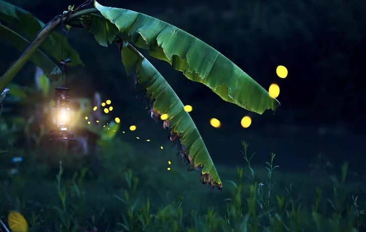 照夜清指的是哪种昆虫蚂蚁庄园