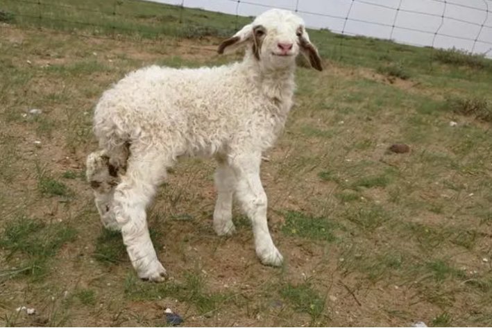 水满则溢是指什么动物