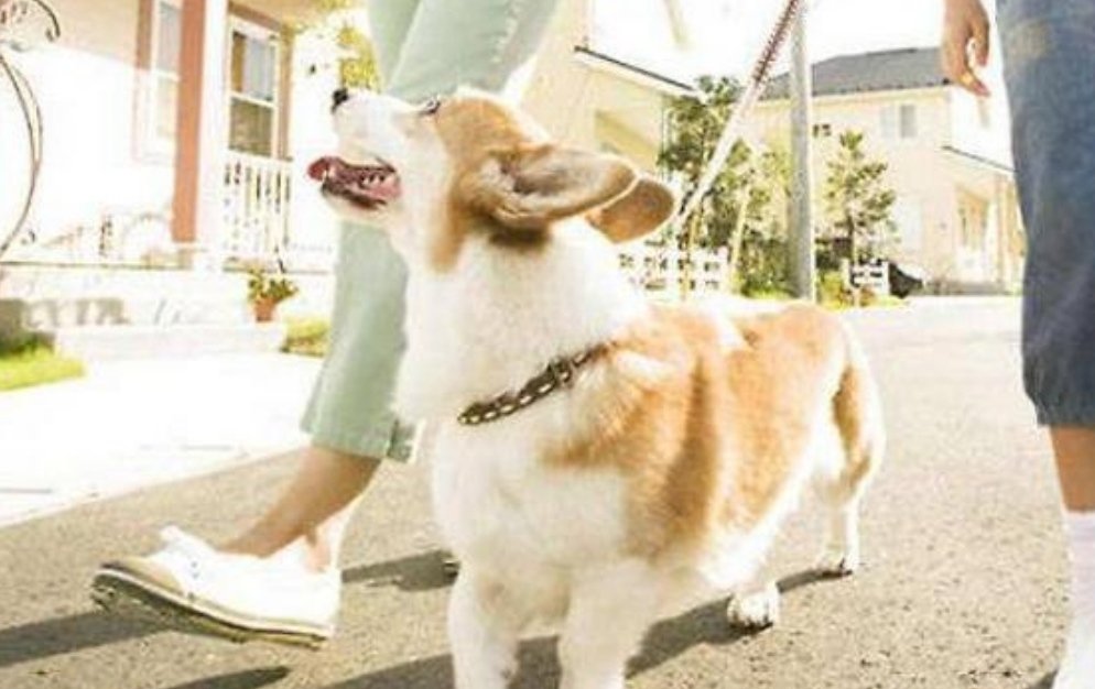 遛狗不栓绳子被罚2500元，对于这种遛狗不栓绳的现象你有什么想说的？