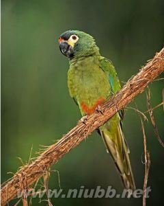 蓝翅金刚鹦鹉的生活习性