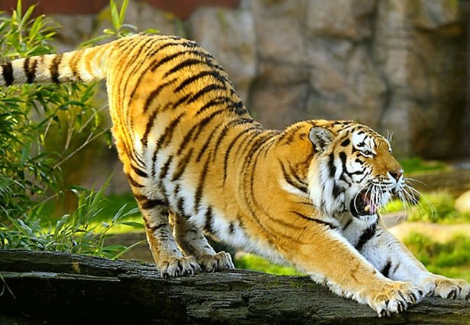 势不两立打一最佳动物