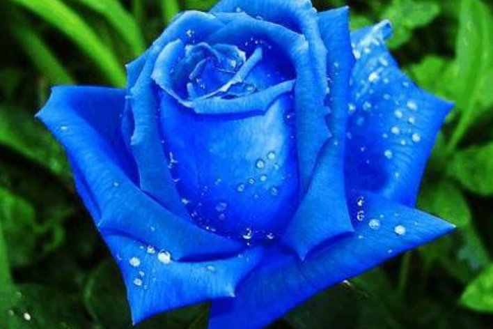 蓝色妖姬是如何制作的