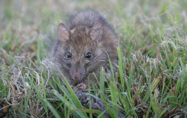 下一年是什么年