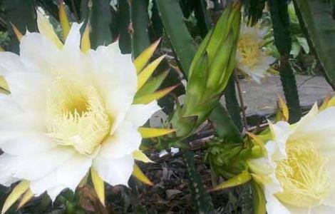 火龙果是什么的果实？