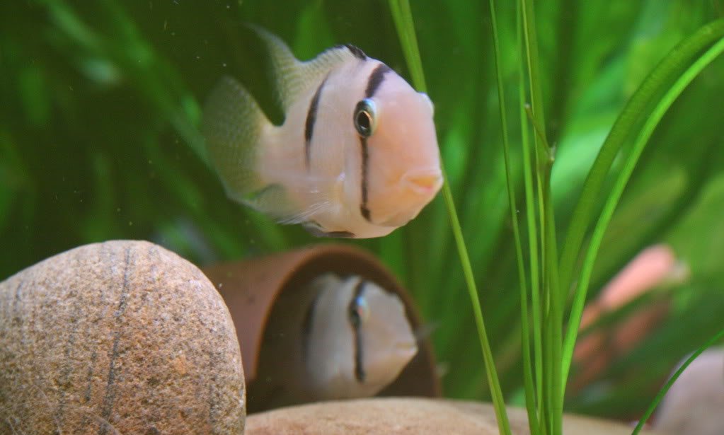 钻石番王的介绍