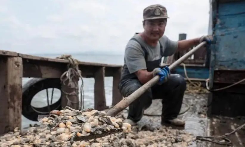 “白泥蚂”大举入侵青岛海域，这种生物对大海有何危害？