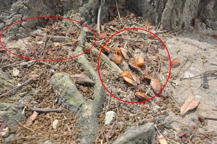 虫子乱爬、墙壁发霉，北海的隔离环境是认真的吗？