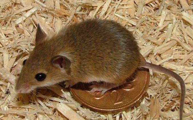 下一年是什么年