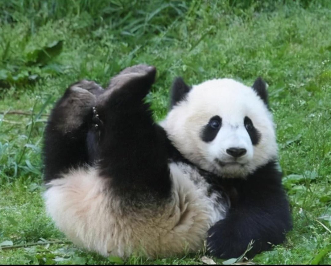 四川绵阳人上班偶遇熊猫踏春，若在路上遇到熊猫该怎么做呢？