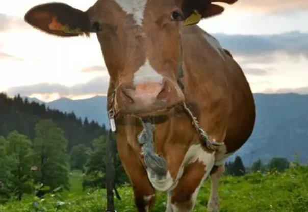 卖犊买刀歇后语