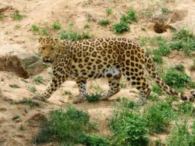 第二只外逃豹子后掌疑断裂缺失,在逮捕这只豹子的时候发生了什么?