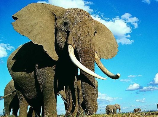 泰国游客投喂大象被卷起暴摔身亡,该如何正确投喂?