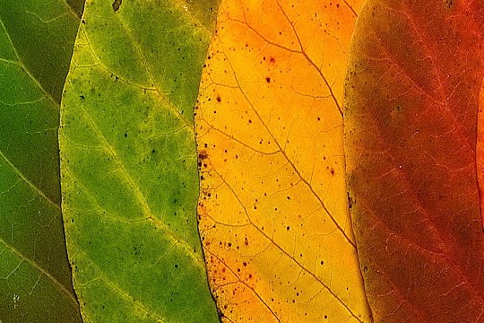 白露的美好寓意和象征