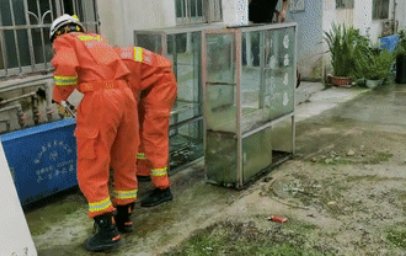 深圳2米长的眼镜王蛇窜入居民小区，如何避免与蛇相遇？