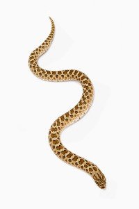 蛇怕什么东西？房前屋后放什么防止蛇？