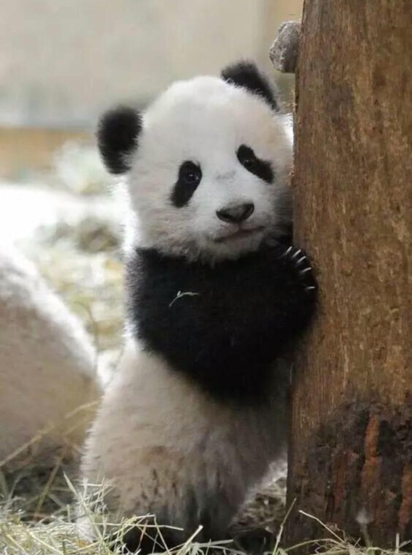 四川绵阳人上班偶遇熊猫踏春，若在路上遇到熊猫该怎么做呢？