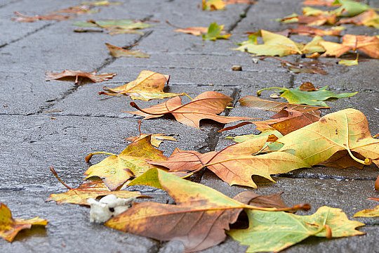 白露的美好寓意和象征