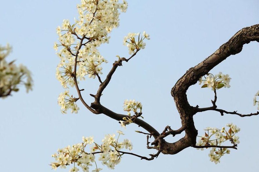 雨打梨花深闭门全诗解释