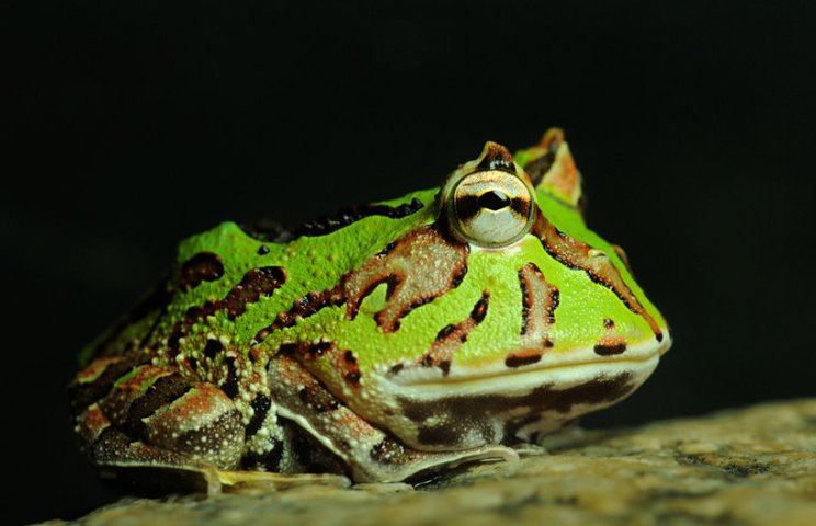 角蛙与非洲牛蛙哪个寿命长？