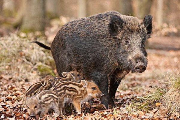 世界上最大的野猪