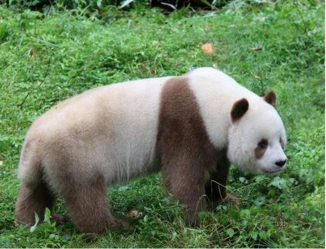 棕色的熊猫全世界只有一只，而且没有在四川，棕色皮毛的原因揭秘了吗？