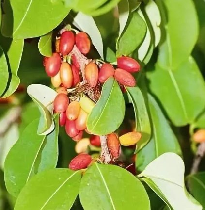 可卡英因从什么植株的树叶中提取？