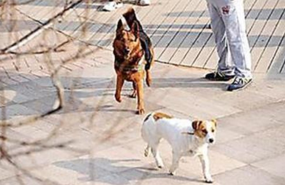 遛狗不栓绳子被罚2500元,对于这种遛狗不栓绳的现象你有什么想说的?