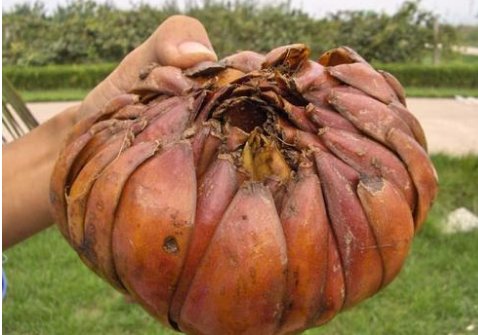 什么属于变态茎