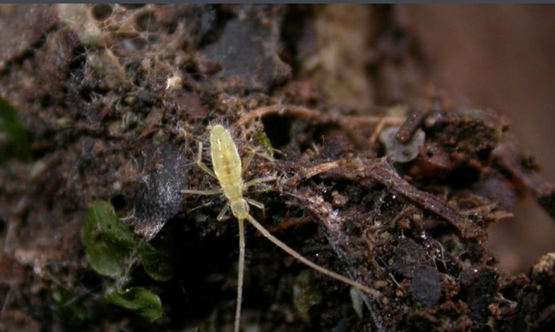 （有图）这种褐色很小很小一毫米都不到的虫子，有触角，是什么虫子