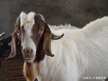 日本是一个服务至上的国家，日本有哪些让人大开眼界的奇葩租借服务？