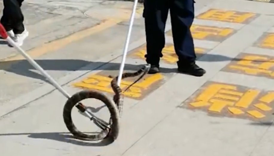 深圳2米长的眼镜王蛇窜入居民小区，如何避免与蛇相遇？