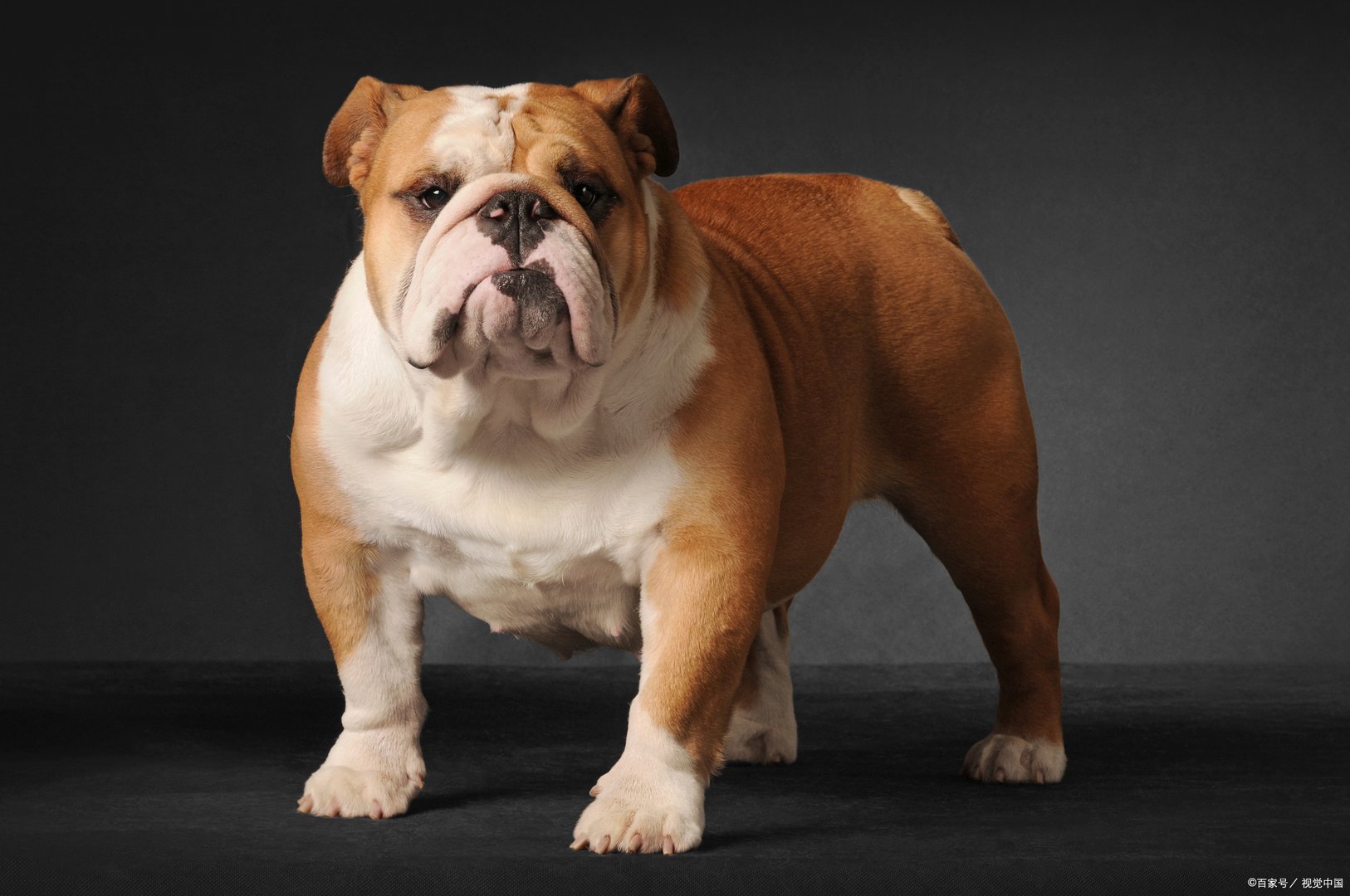 身边的恶霸犬到底什么颜色贵？它到底是什么“恶霸”？