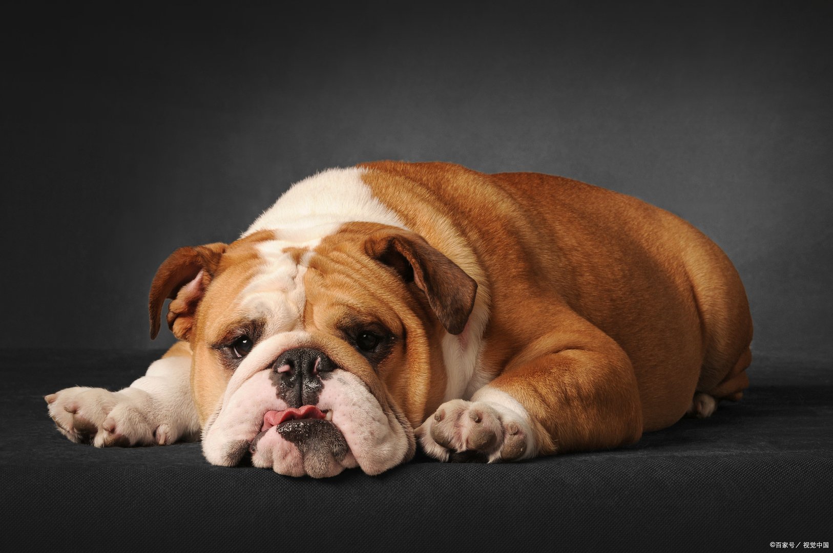 身边的恶霸犬到底什么颜色贵？它到底是什么“恶霸”？