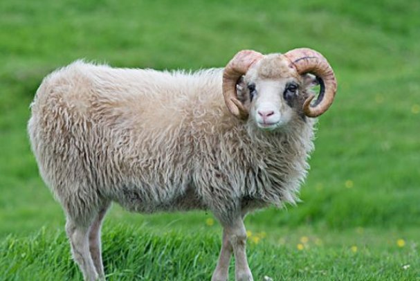 中途而废是指什么生肖