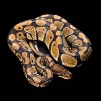 蛇怕什么东西？房前屋后放什么防止蛇？